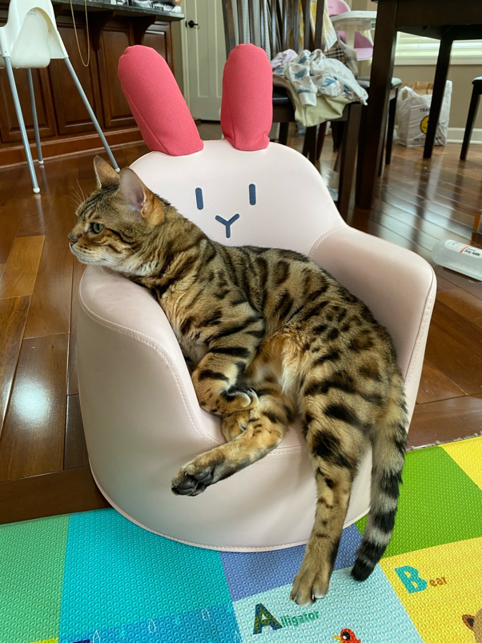 猫霸占娃沙发
