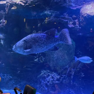 水族馆里的餐厅 被小鱼们环绕着🐠...