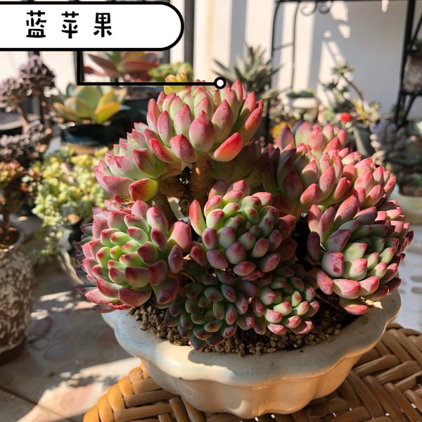 晒货图片