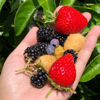 Raspberry,Blackberry 黑莓
