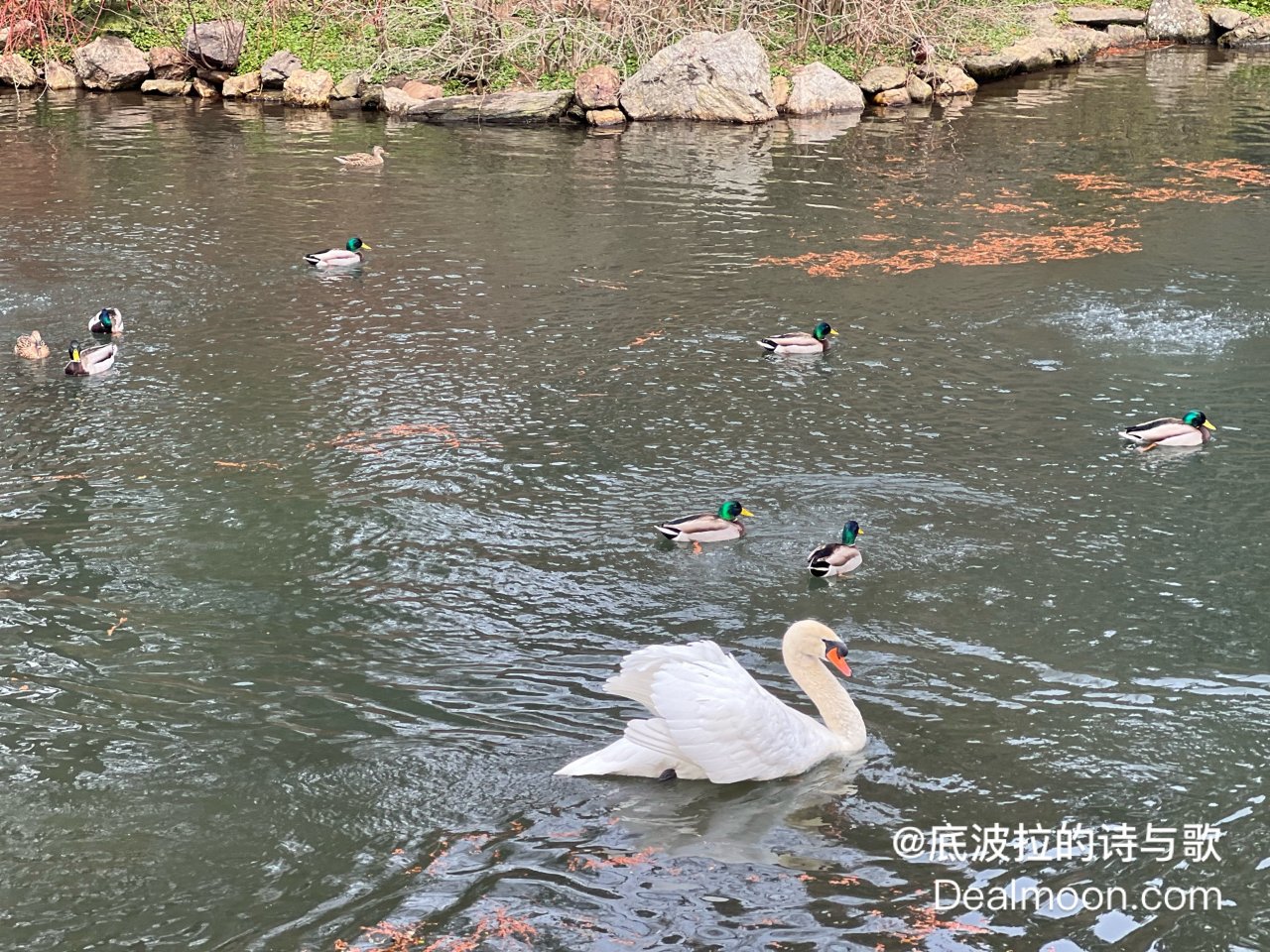 Morris Arboretum of the Univer 晒晒圈旅行精选