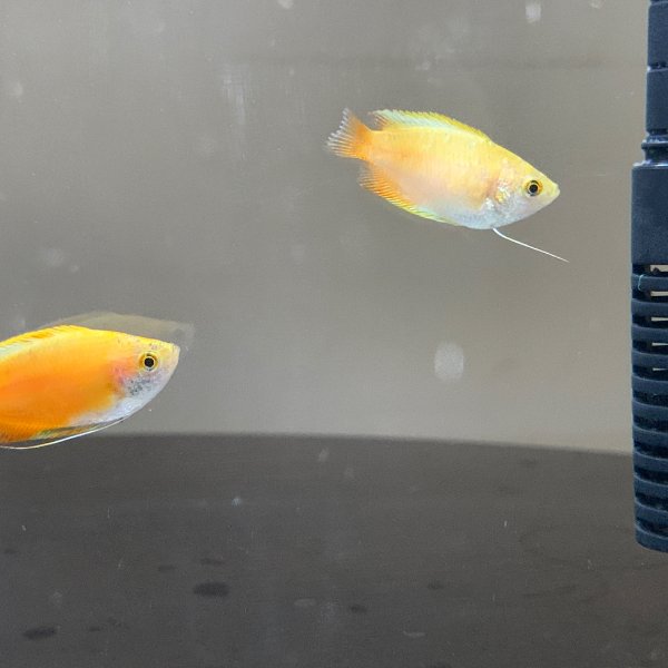 晒货图片