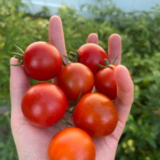 自己留种的番茄丰收啦🍅...