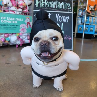 Trick or treat,rolex_frenchie