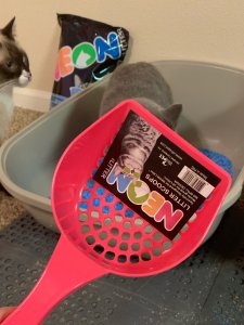 ‼️NEON Litter，猫主子的酷炫厕所全面测评