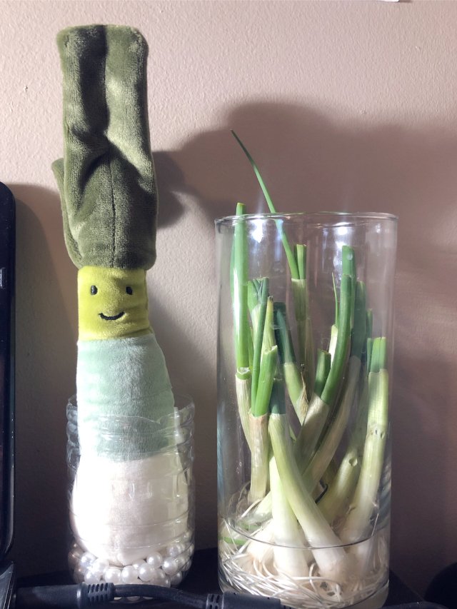 室内养小葱Tips - 宅家5