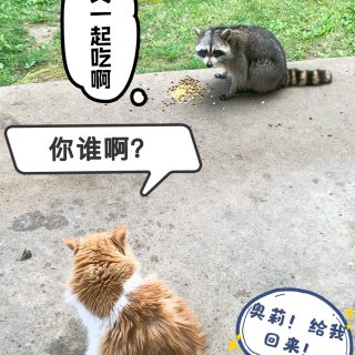 8.奥莉逐渐“Panda”化...