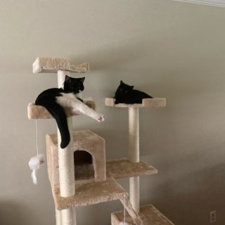 amazon二手猫爬架...