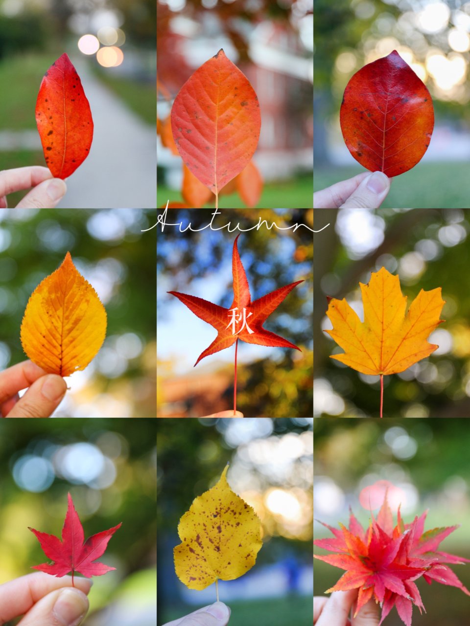 随手拍秋天｜每片叶子都有它独一无二的美...