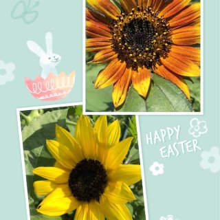 播种Sunflower向日葵🌻...