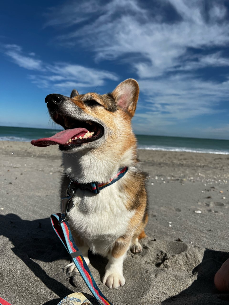 迈阿密｜南佛最棒的狗狗沙滩 🐕 🏖️...