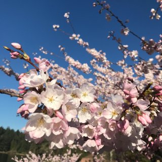 华州的樱花🌸季准时来报到...