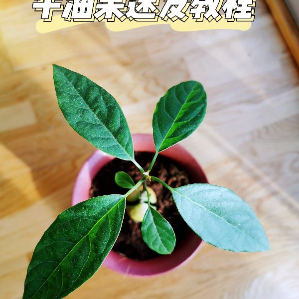 晒货图片