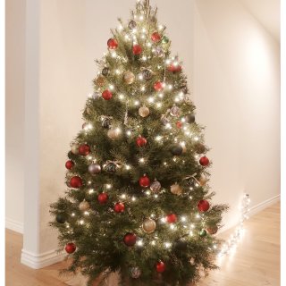 從Costco買了顆”真的聖誕樹”回家🎄...