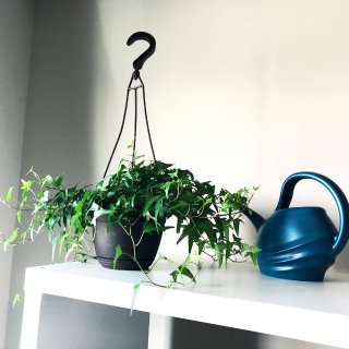 Indoor plants 🌱 