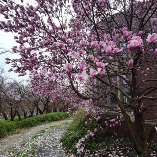 你好春天💮🌺🌱🌸...