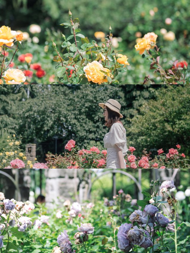 西雅图夏日｜仲夏午后闯入玫瑰花园🌹