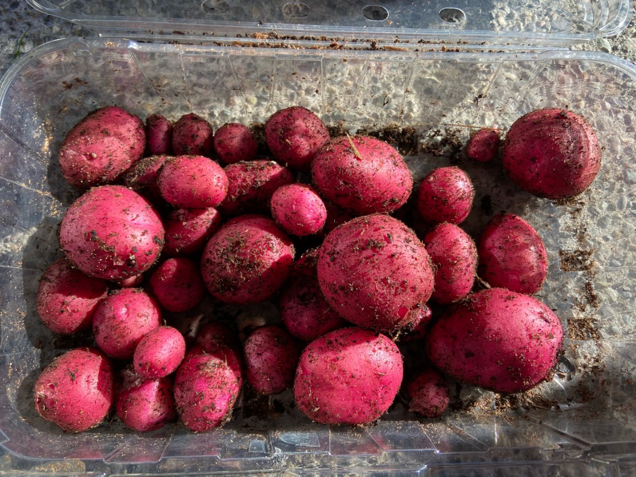 小菜园之入冬最后一拨收获：小土豆和树莓...