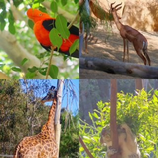 圣地亚哥动物园🦁️📝超详细一日游攻略‼️...