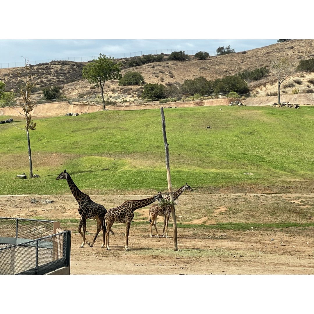 聖地亞哥動物園