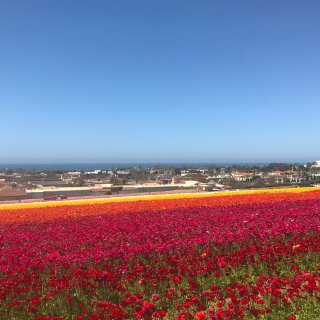 加州 | 2000亩洋牡丹🌸加州春天最美...