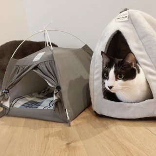 家有萌寵😸3️⃣ 新買的寵物帳篷⛺️大家...
