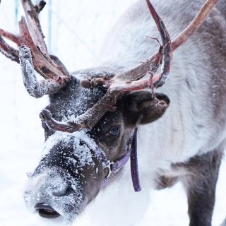 圣诞节最可爱的精灵 reindeer...