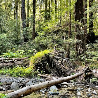 走在森林中🏕看小溪流水@Fall Cre...