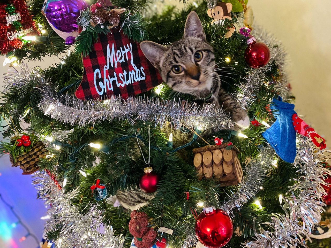 年度最佳猫树之圣诞树🎄专属挂件！...