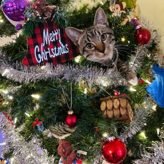年度最佳猫树之圣诞树🎄专属挂件！...