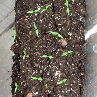记录一下小米椒🌶️的种植...