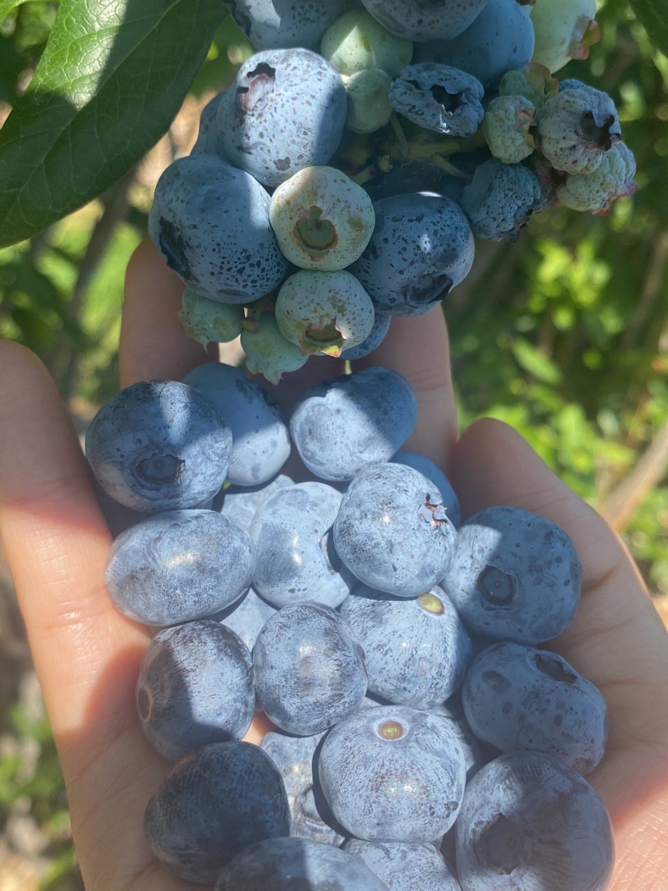 农场摘蓝莓，走一波✌️...