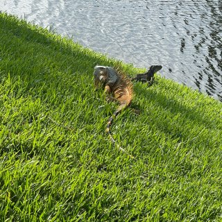 美洲热带大蜥蜴🦎在我家后院晒太阳☀️...