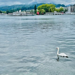 瑞士自驾游🦢第一个景区🚢琉森湖...