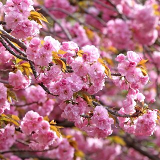 大费城地区赏樱 一些关于樱花的小知识和小...