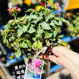 Lowe's多年生花卉促销🔥周日上新清仓...