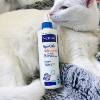 Epiotic猫洗耳液