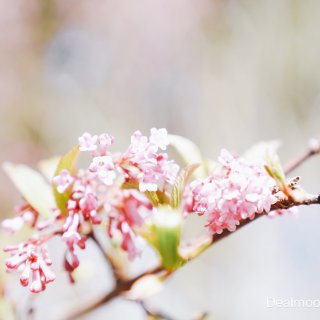 粉色春天🌸含苞待放的红蕾荚蒾...