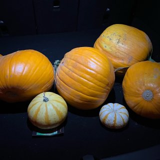 Pumpkin 🎃 & Corn Maz...