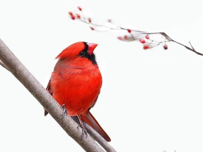 雪后的红雀