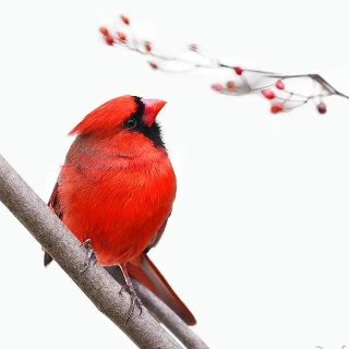 雪后的红雀