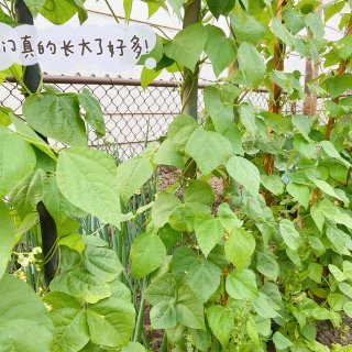 我家的小菜园“有限公司”【四季豆、葫芦瓜...