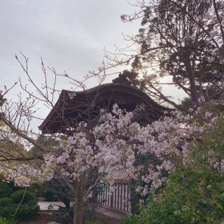 假装在日本看樱花🌸...