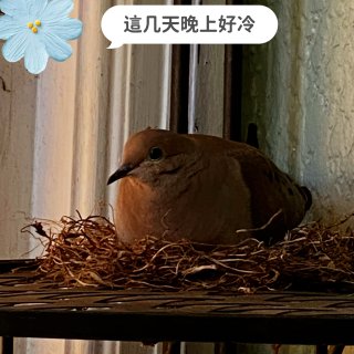 🕊小鳥在我家門口安家🕊...