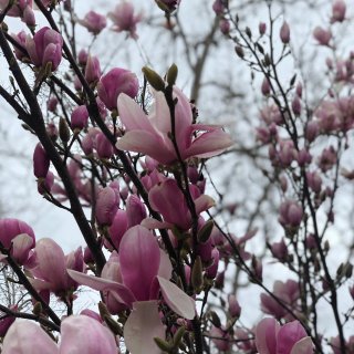 玉兰花开了🌸忍不住记录美好时刻📷...