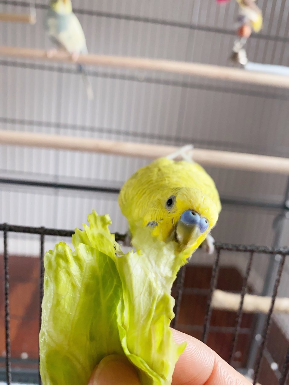 虎皮鹦鹉的小日常| 社区精选