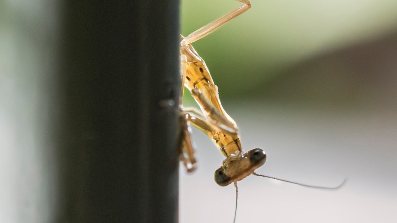 有机花园 养螳螂是什么样的体验