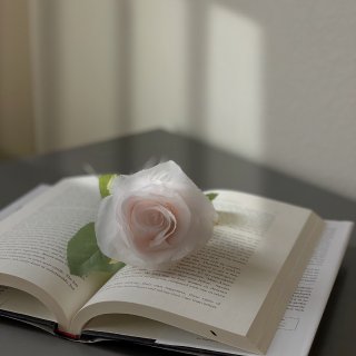 家居美学 ｜光影下的一朵玫瑰花...