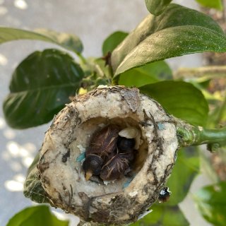 蜂鸟妈妈的第二窝宝宝（从一小只变两小只）...