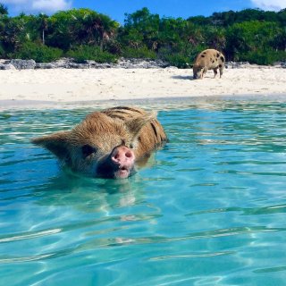 另类海岛游 | 在巴哈马做一只全世界最幸...